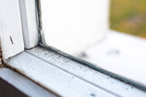 Best Mold Odor Removal Services  in Farley, IA