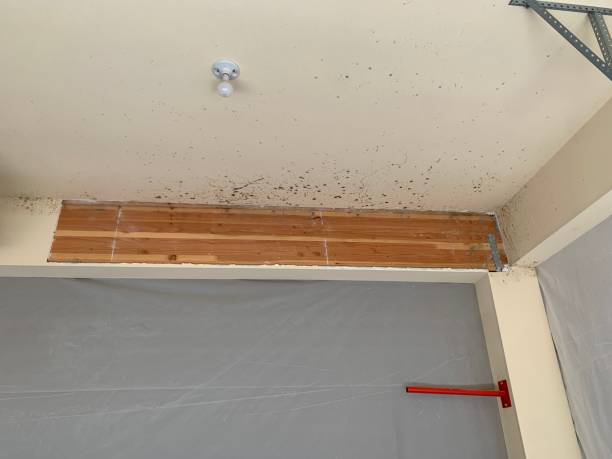 Best Crawl Space Mold Remediation  in Farley, IA