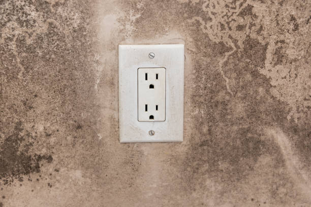 Best Attic Mold Removal  in Farley, IA