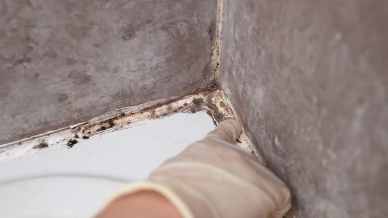Best Mold Damage Restoration  in Farley, IA